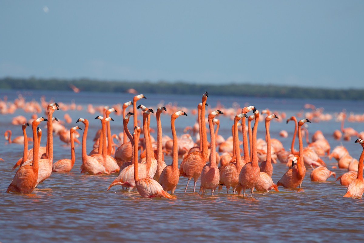 Flamant des Caraïbes - ML614316807