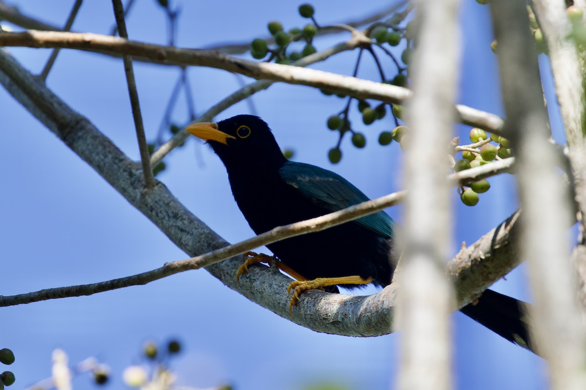 Yucatan Jay - ML614316814