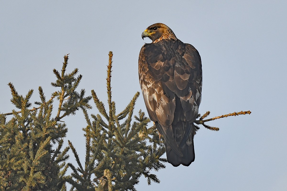 Golden Eagle - Chris Rees