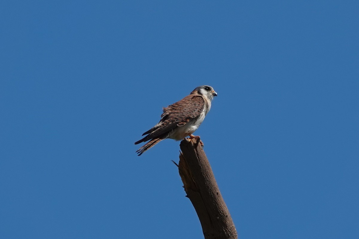 American Kestrel (Hispaniolan) - Bert Harris