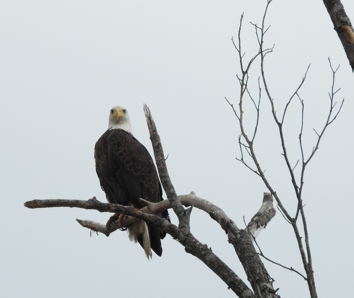 Bald Eagle - ML614316842