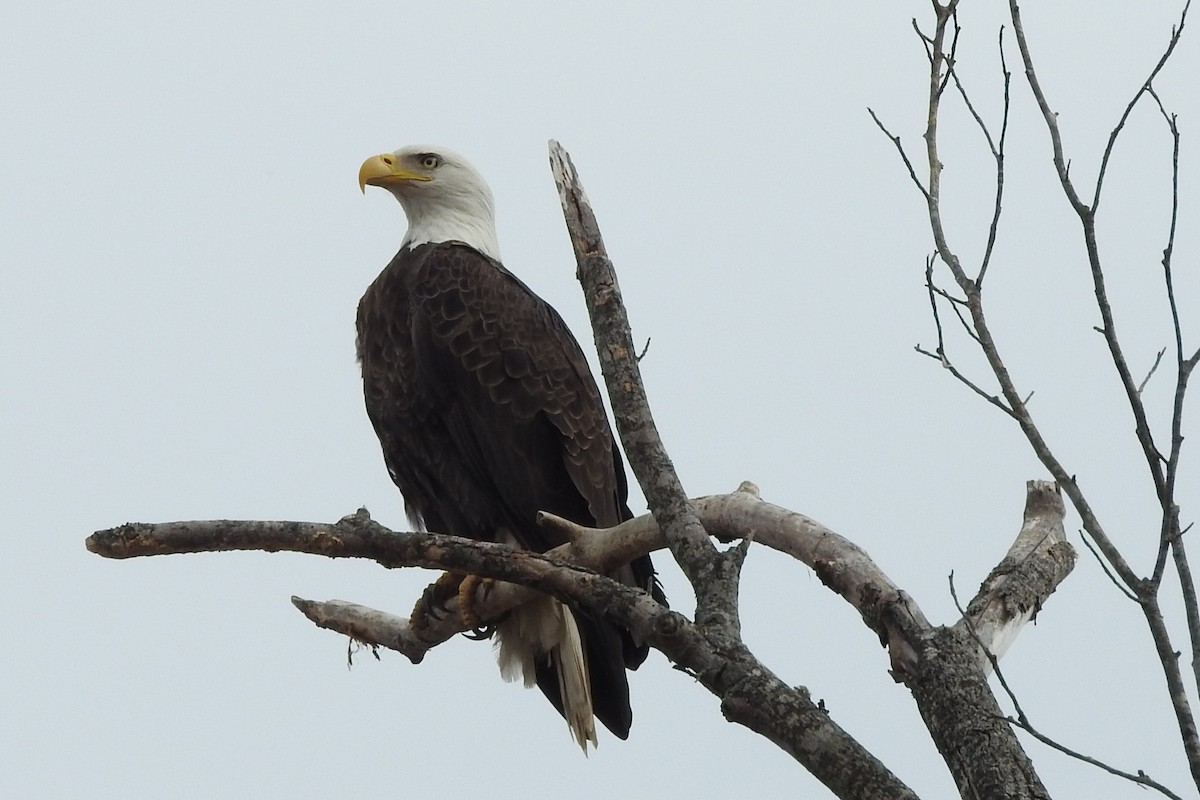 Bald Eagle - ML614316843