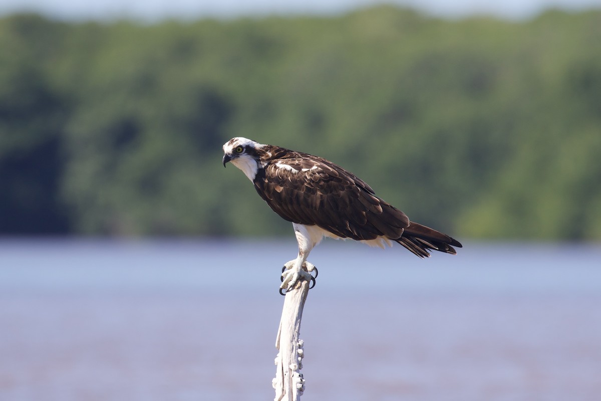 Balbuzard pêcheur - ML614316860