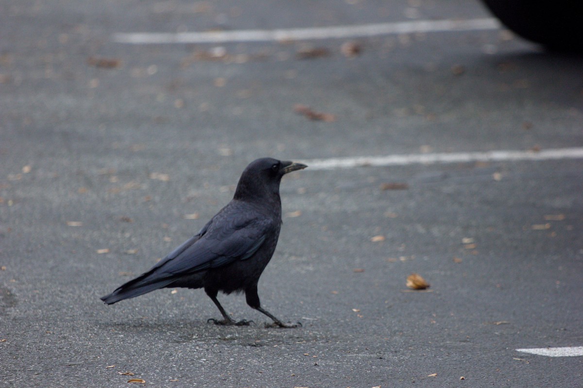 American Crow - ML614316992