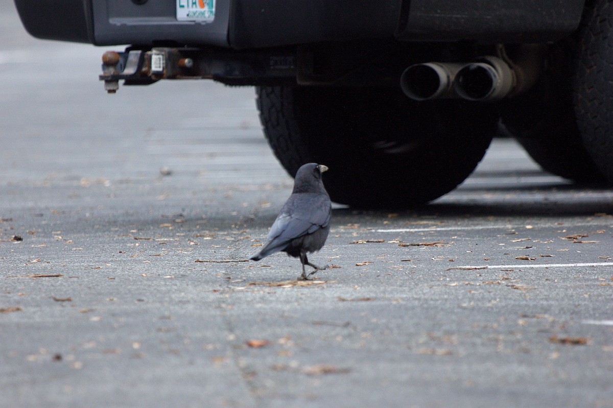 American Crow - ML614316993