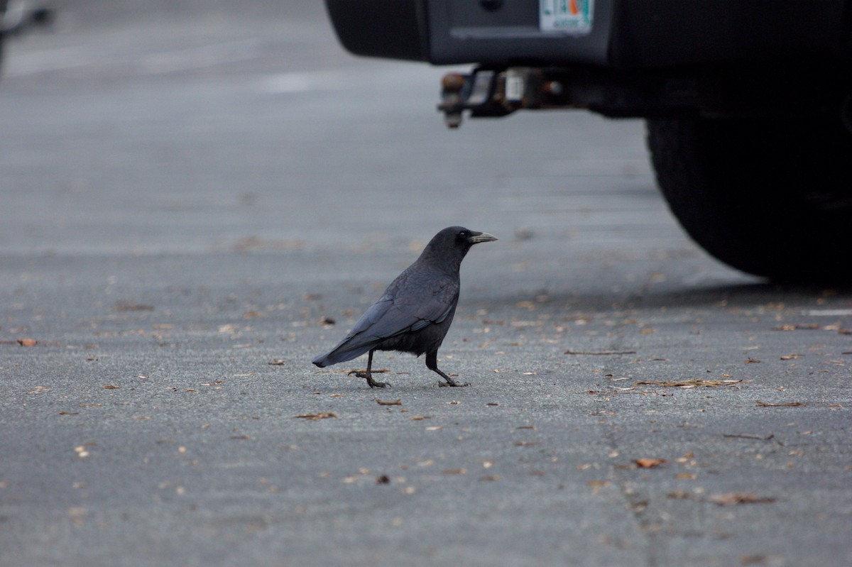 American Crow - ML614316994