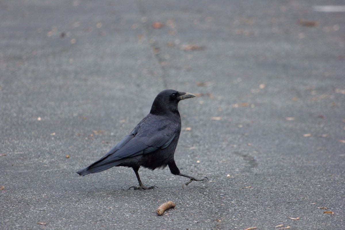 American Crow - ML614316995