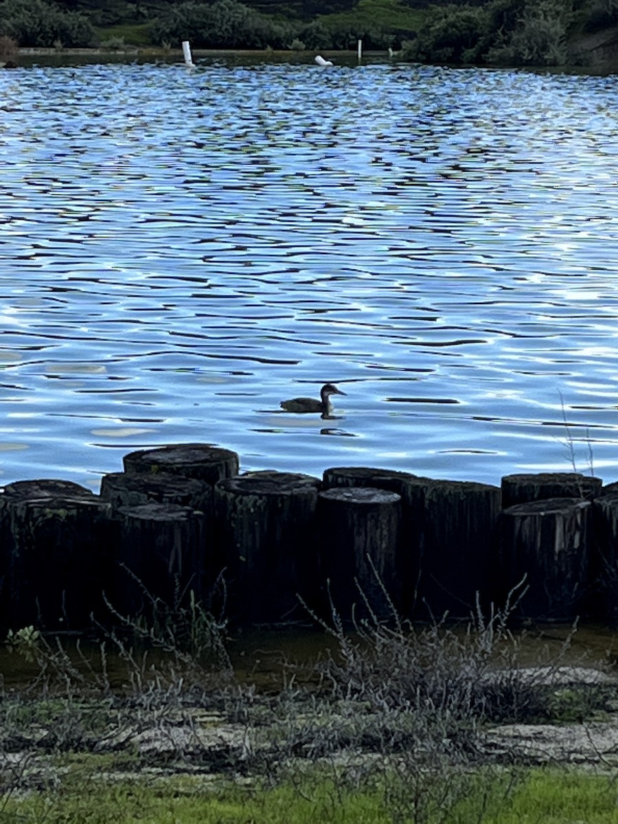 Red-necked Grebe - ML614317055