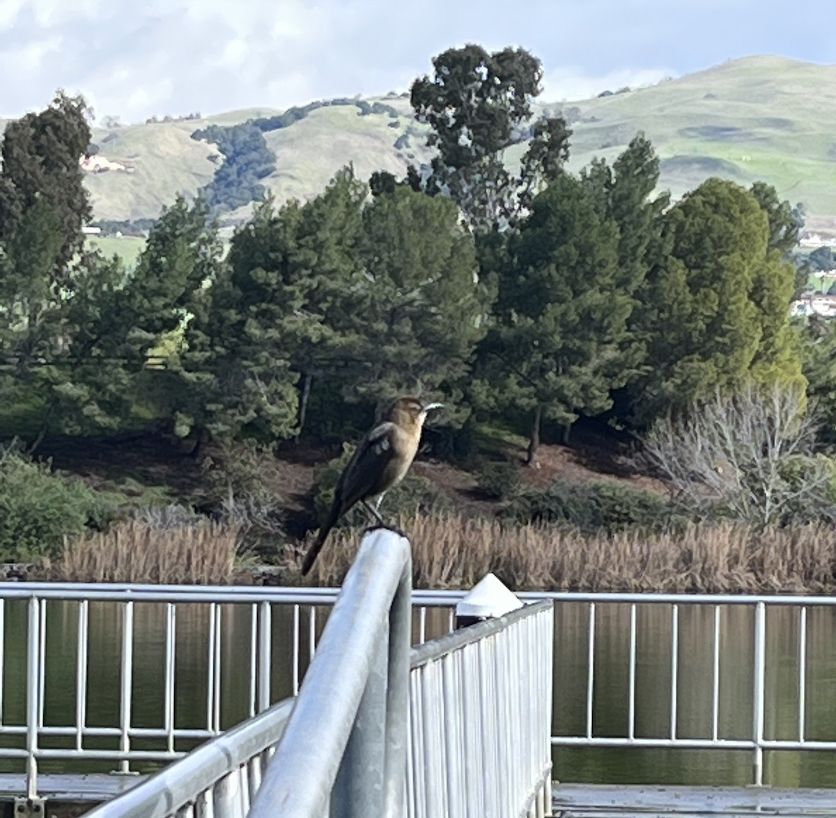 Great-tailed Grackle - ML614317066