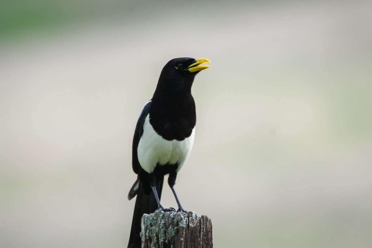 Yellow-billed Magpie - ML614317068