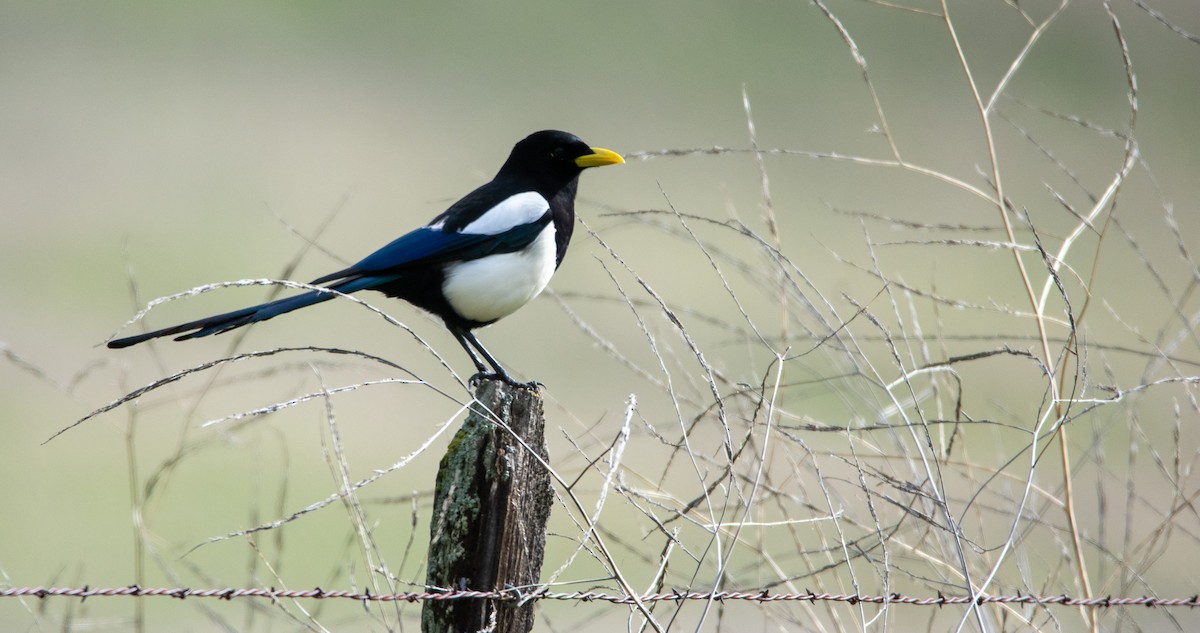 Yellow-billed Magpie - ML614317069