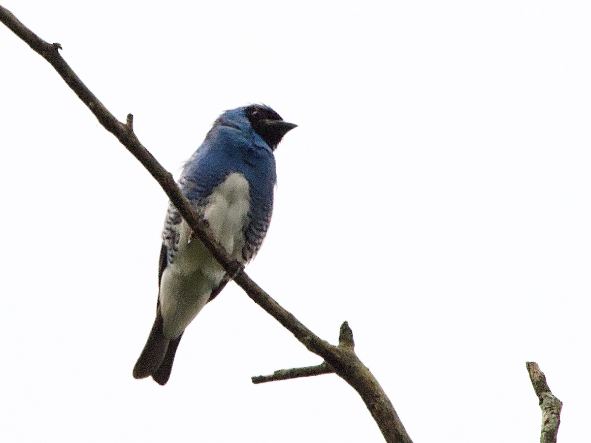 Swallow Tanager - ML614317077