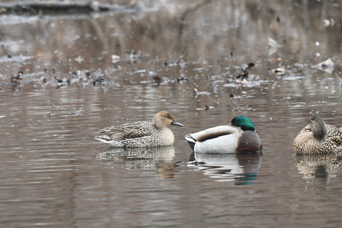 Northern Pintail - ML614317095