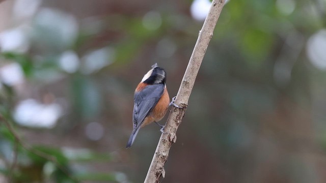 Varied Tit - ML614317107