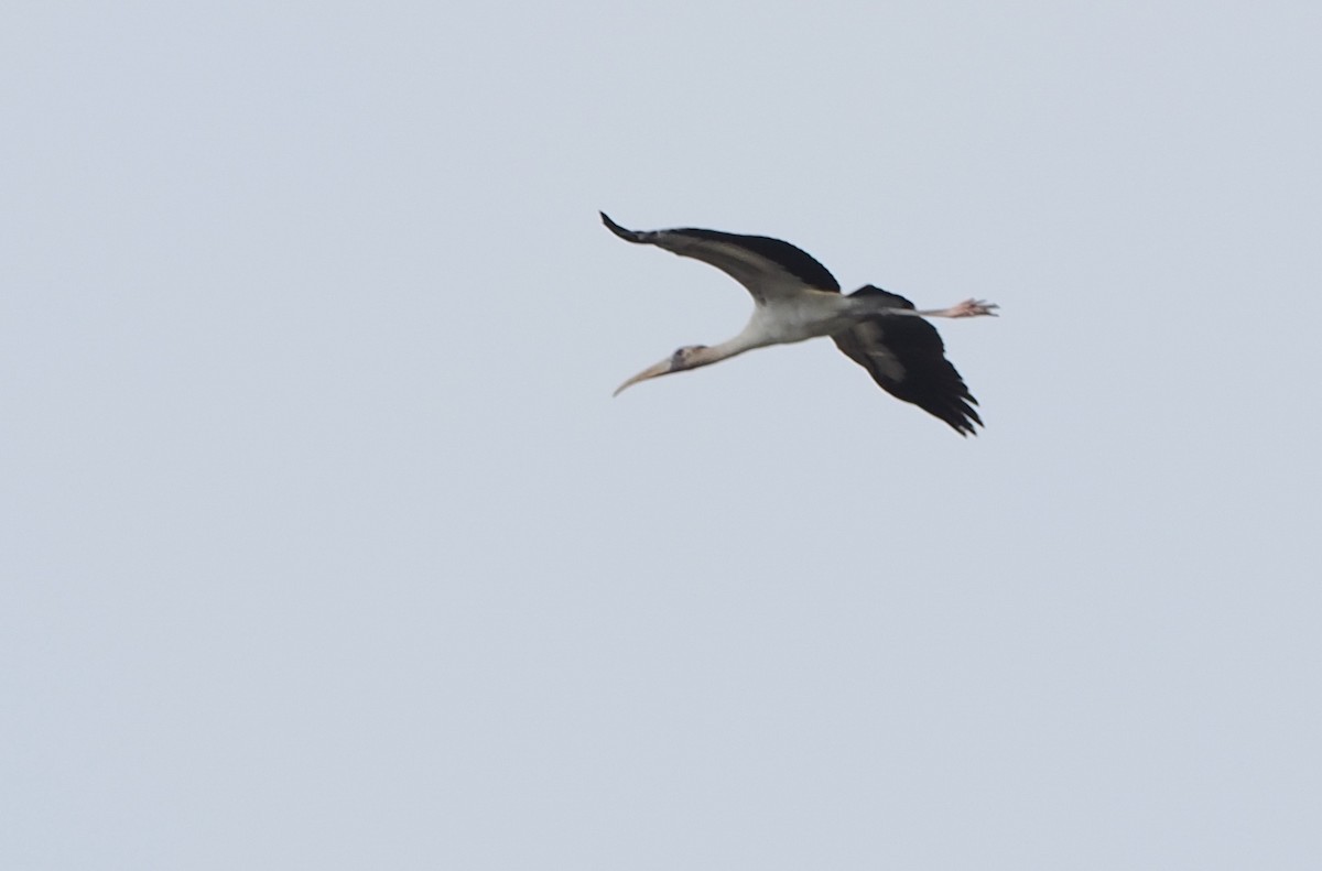 Wood Stork - ML614317112