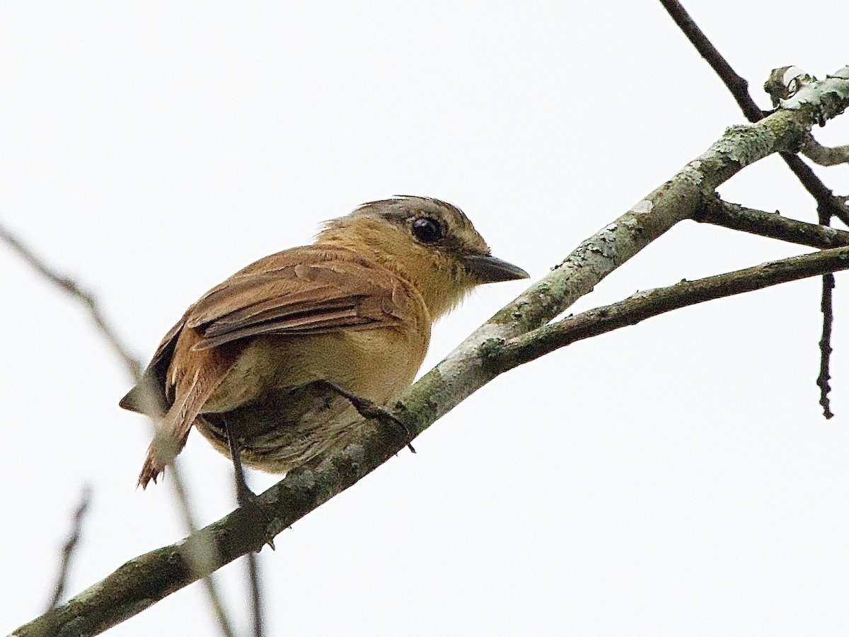 Chestnut-crowned Becard - ML614317135