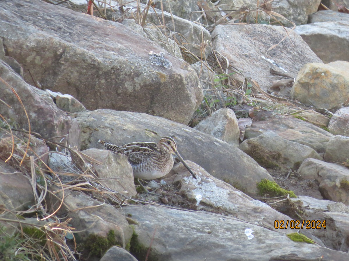 Wilson's Snipe - ML614317147