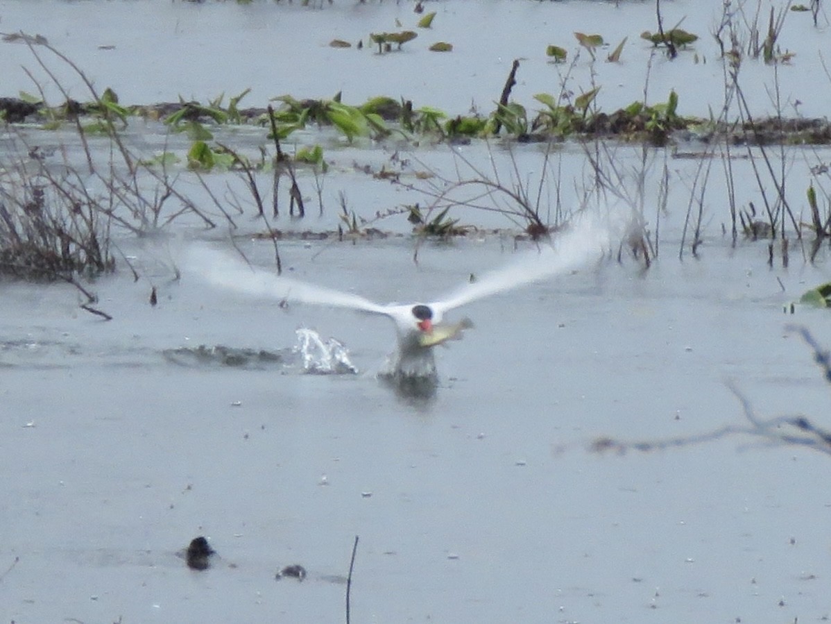 Caspian Tern - ML614317152