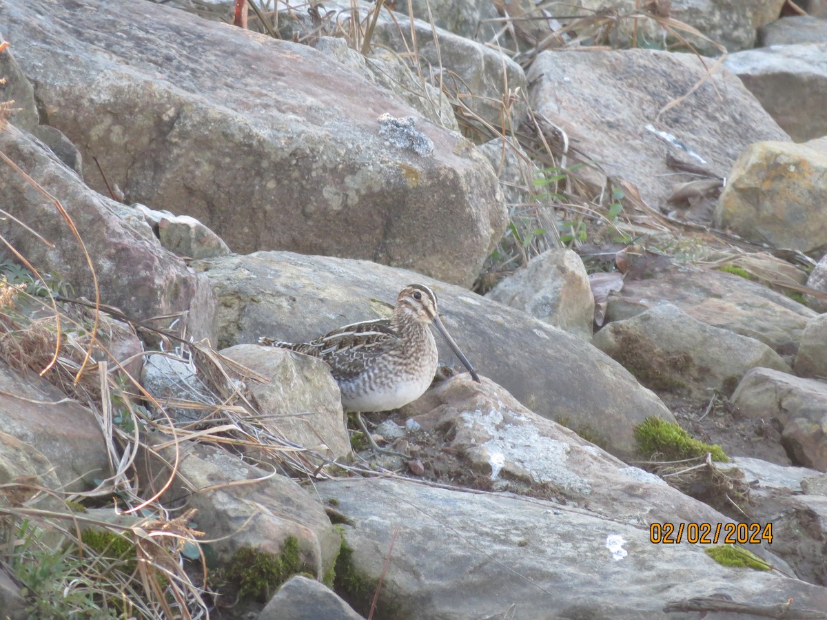 Wilson's Snipe - ML614317156