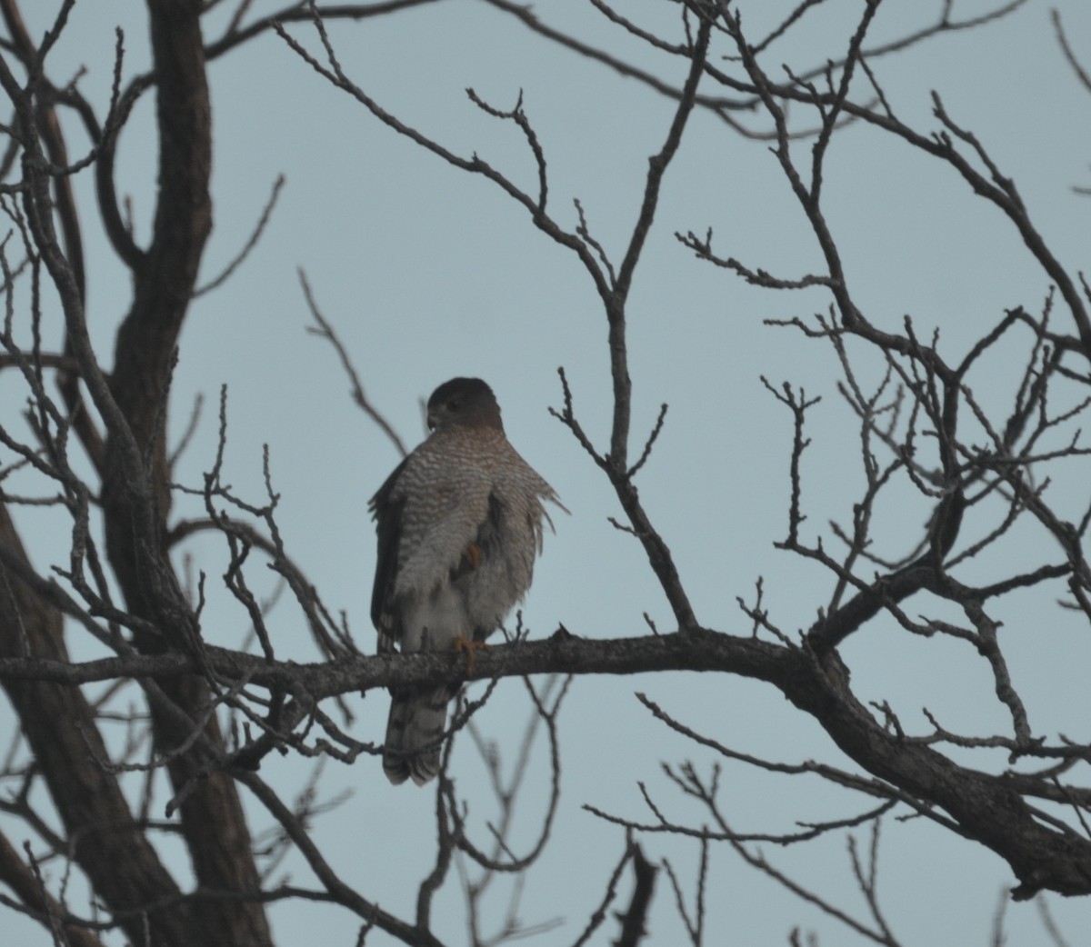 Cooper's Hawk - ML614317202