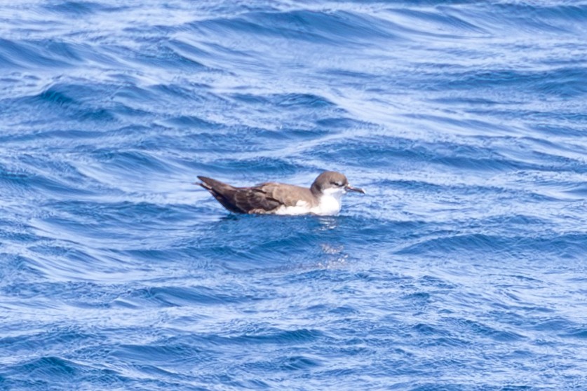 Pardela de Galápagos - ML614317229