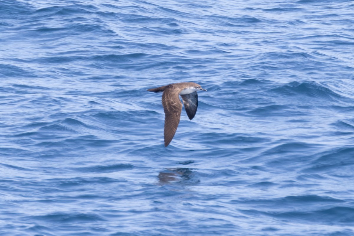 Galapagos Shearwater - ML614317231