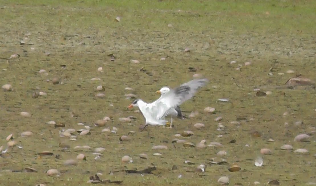 Caspian Tern - Christopher Bourne