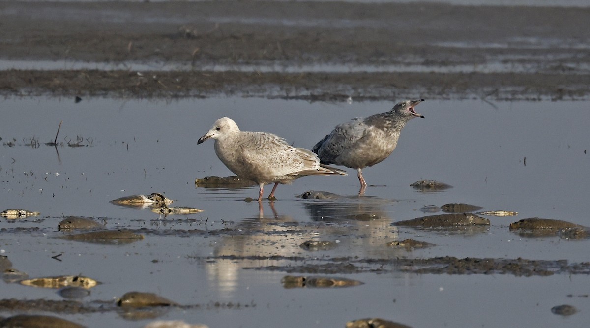 Iceland Gull - ML614317278