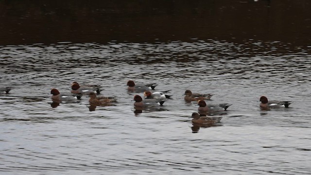 Eurasian Wigeon - ML614317281