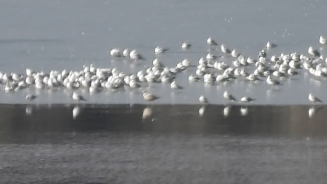 Gaviota/Gavión sp. - ML614317559