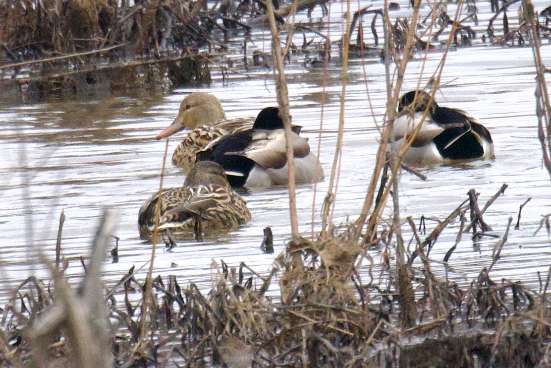 Mallard - Steve Luke