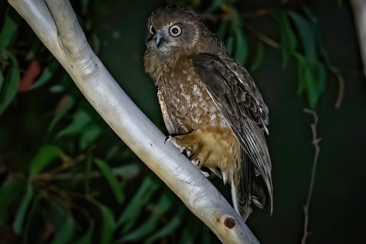 Southern Boobook - James Hoagland