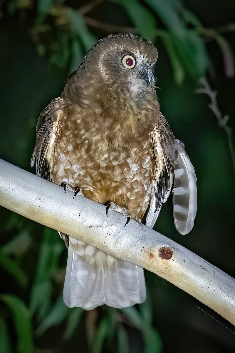 Southern Boobook - James Hoagland