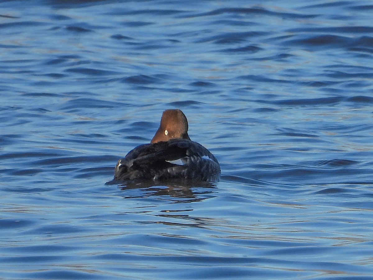 Common Goldeneye - ML614317680