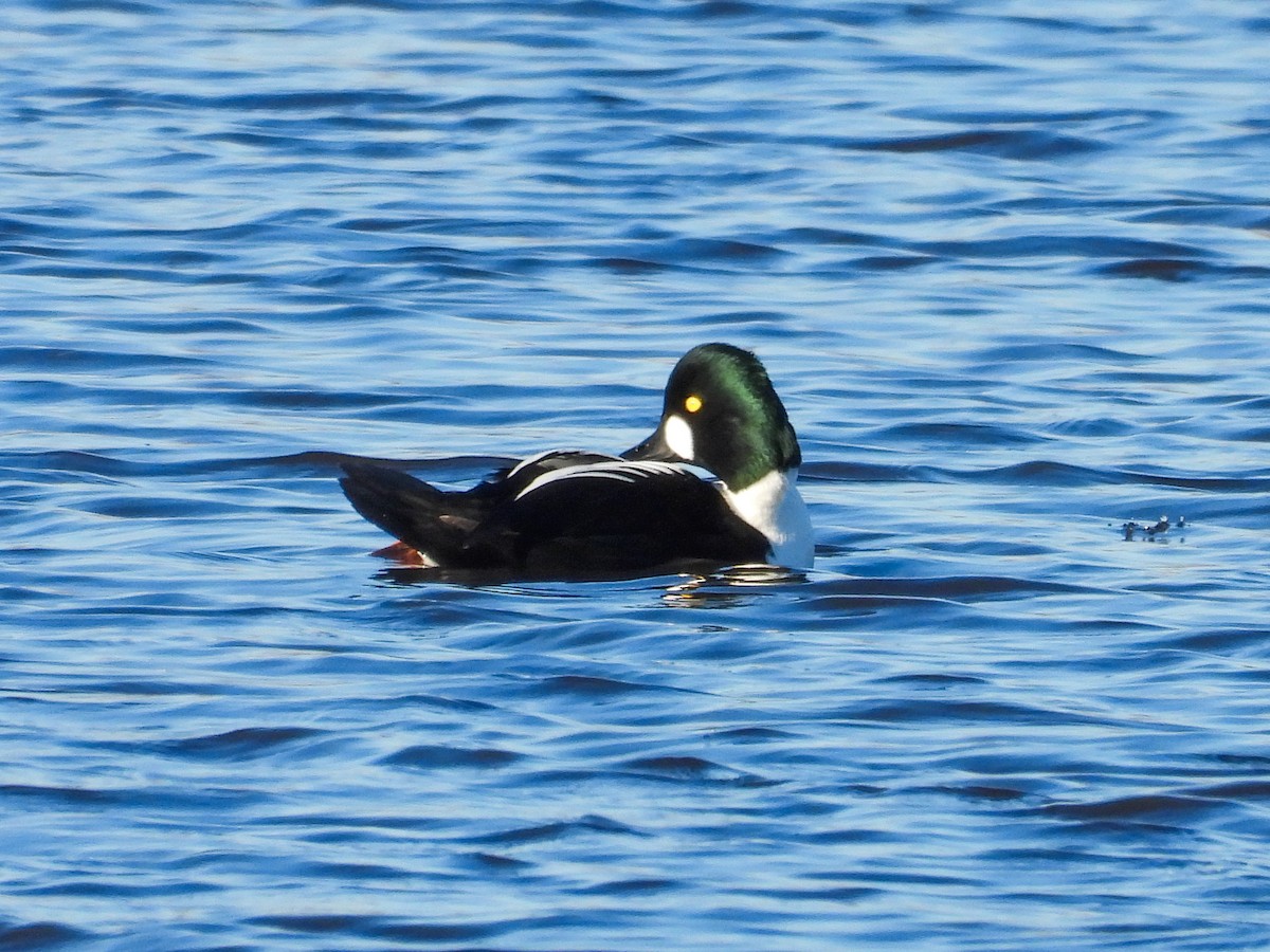 Common Goldeneye - ML614317681