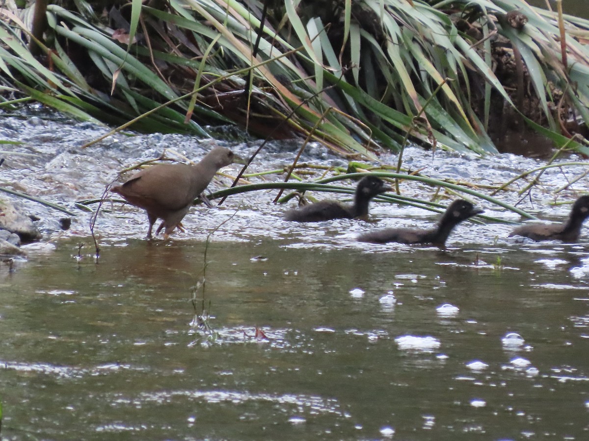 Pale-vented Bush-hen - ML614317685