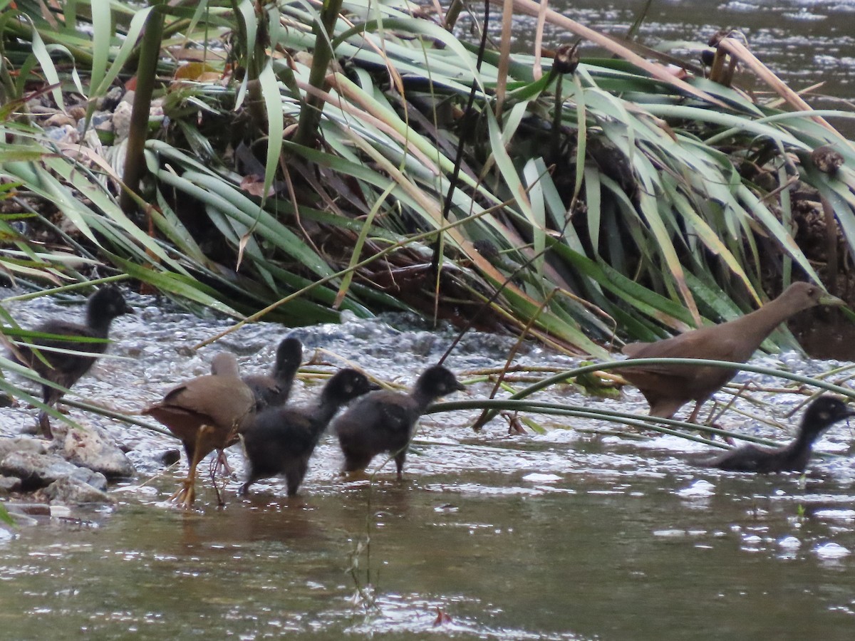 Pale-vented Bush-hen - ML614317686