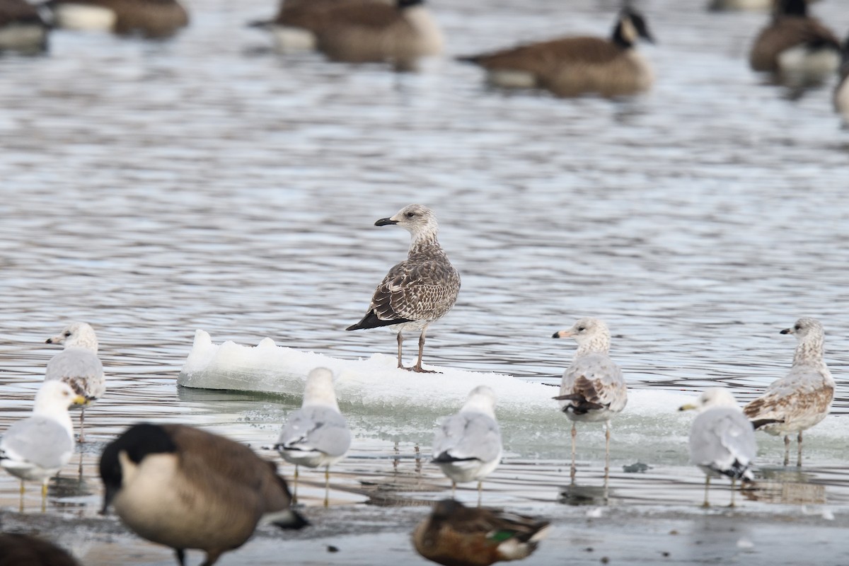 Lesser Black-backed Gull - ML614317710