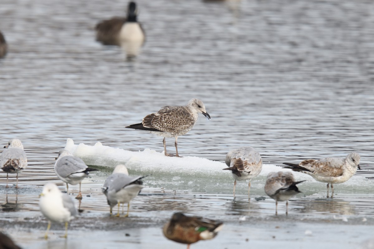 Lesser Black-backed Gull - terence zahner