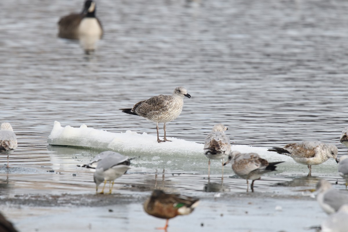 Lesser Black-backed Gull - ML614317713