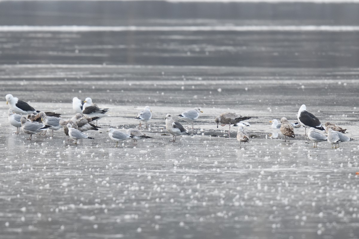 skifermåke - ML614317728