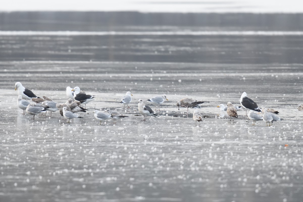 skifermåke - ML614317730