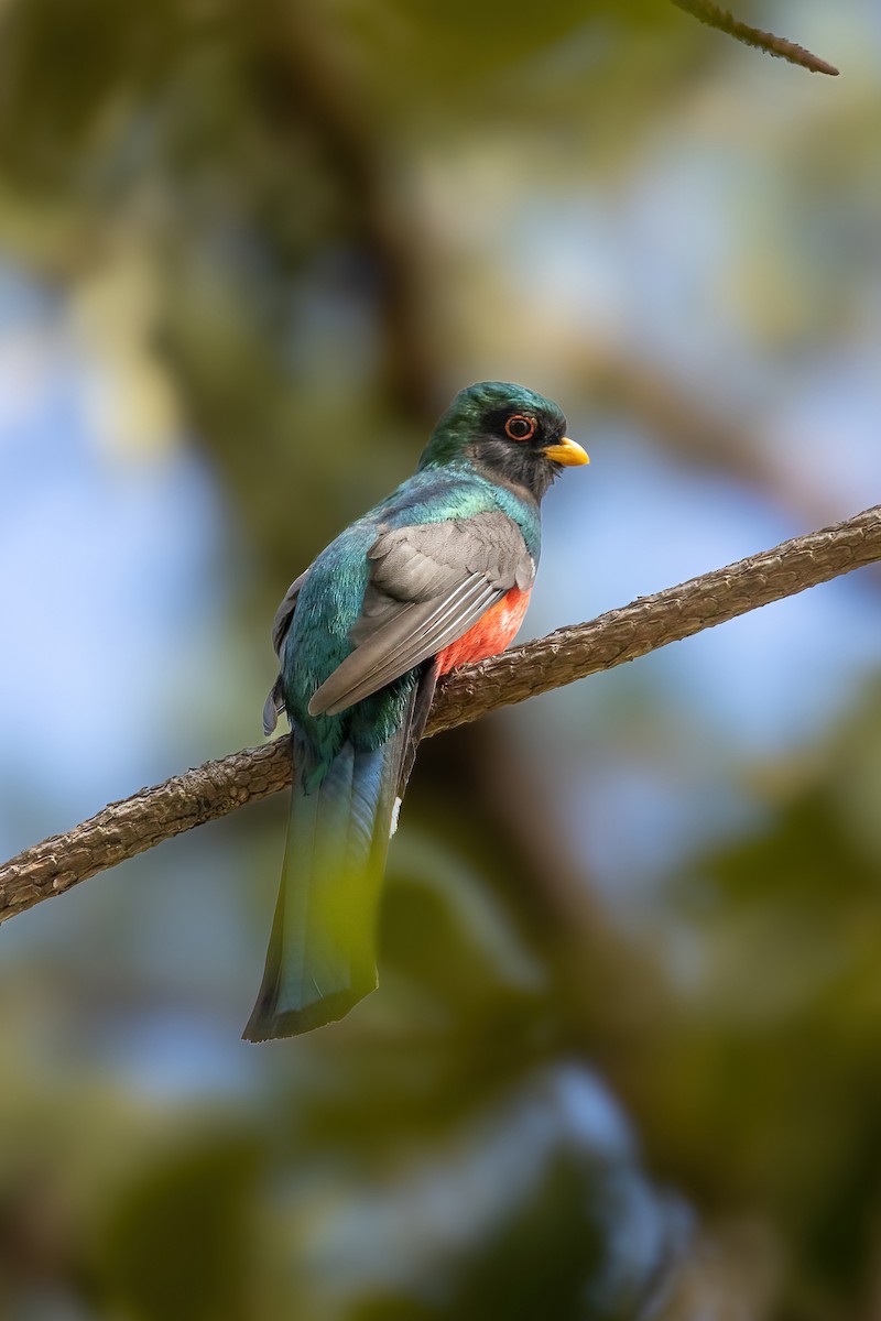 Trogon montagnard - ML614317793