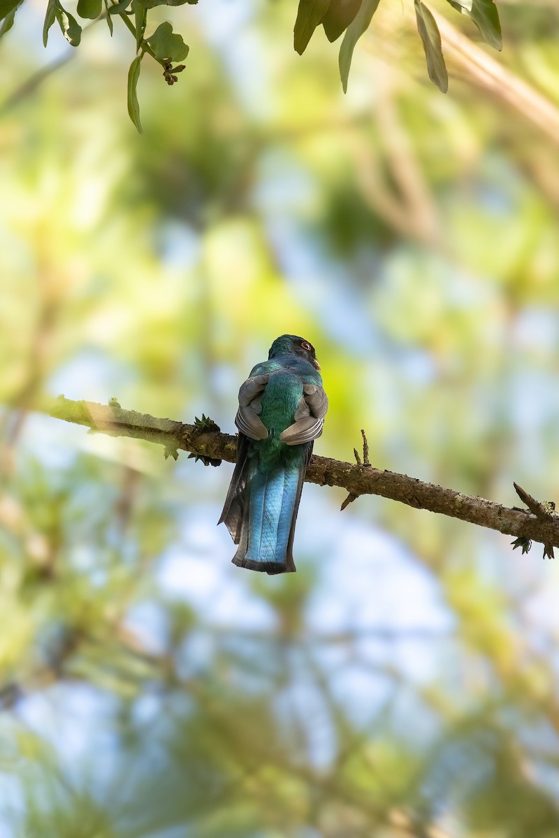 trogon mexický - ML614317794