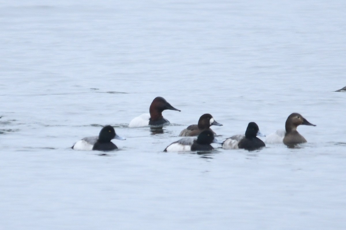 Greater/Lesser Scaup - ML614317804