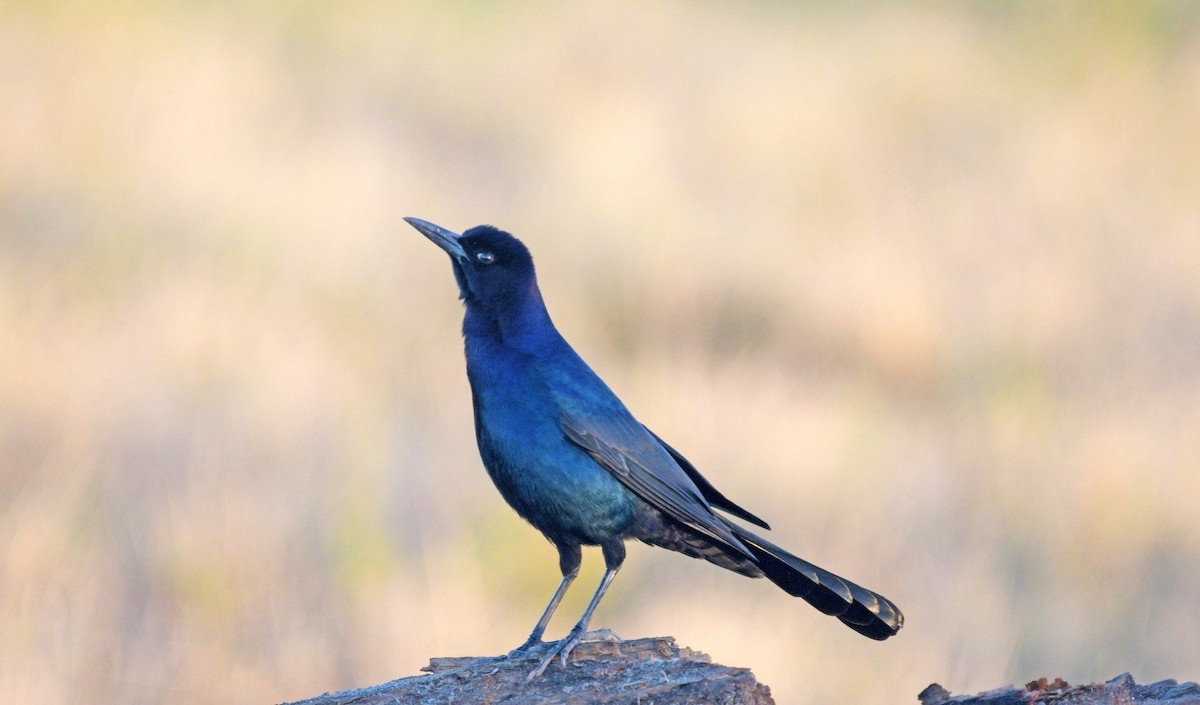 Boat-tailed Grackle - ML614317829