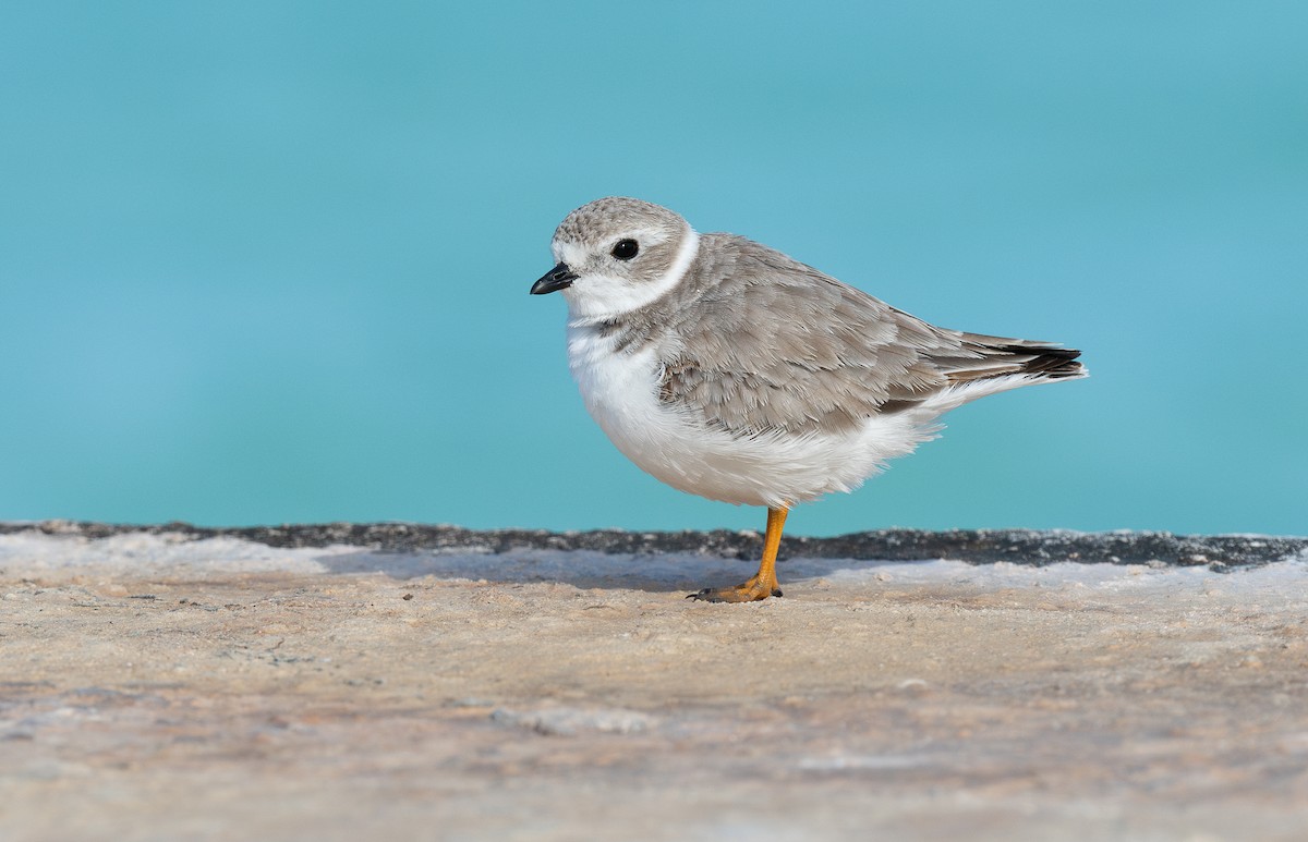 Piping Plover - ML614317860