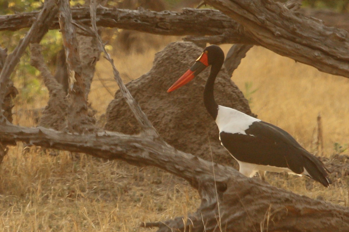 Saddle-billed Stork - ML614317909