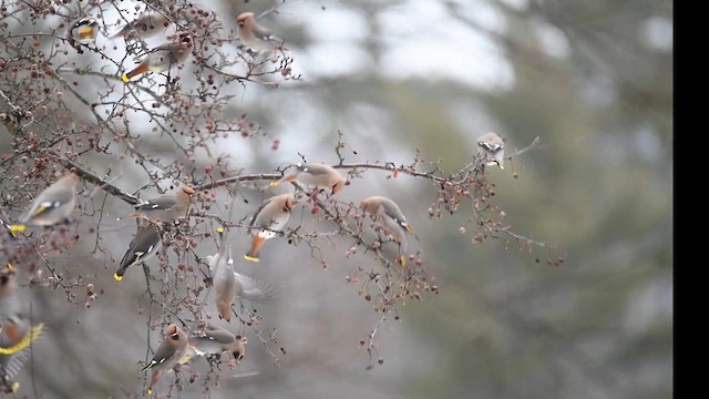 Bohemian Waxwing - ML614317934