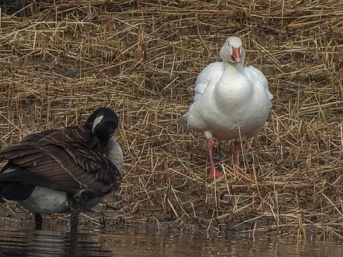 Snow Goose - Julie Perrin